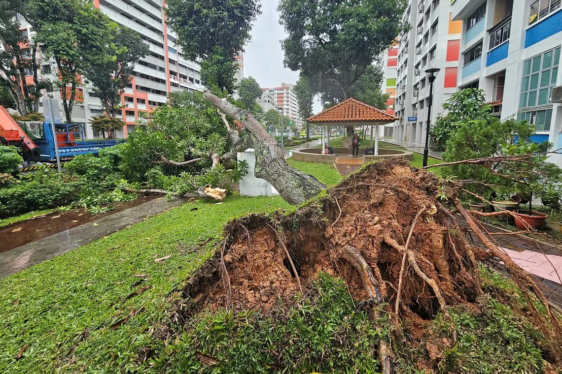 倒下的大树至少10长，在雨中被连根拔起。（徐颖荃摄）