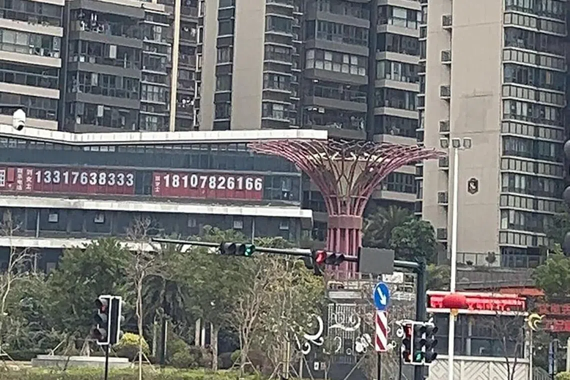 女直播主称，当地还有“滨海湾花园大树”。（受访者提供）