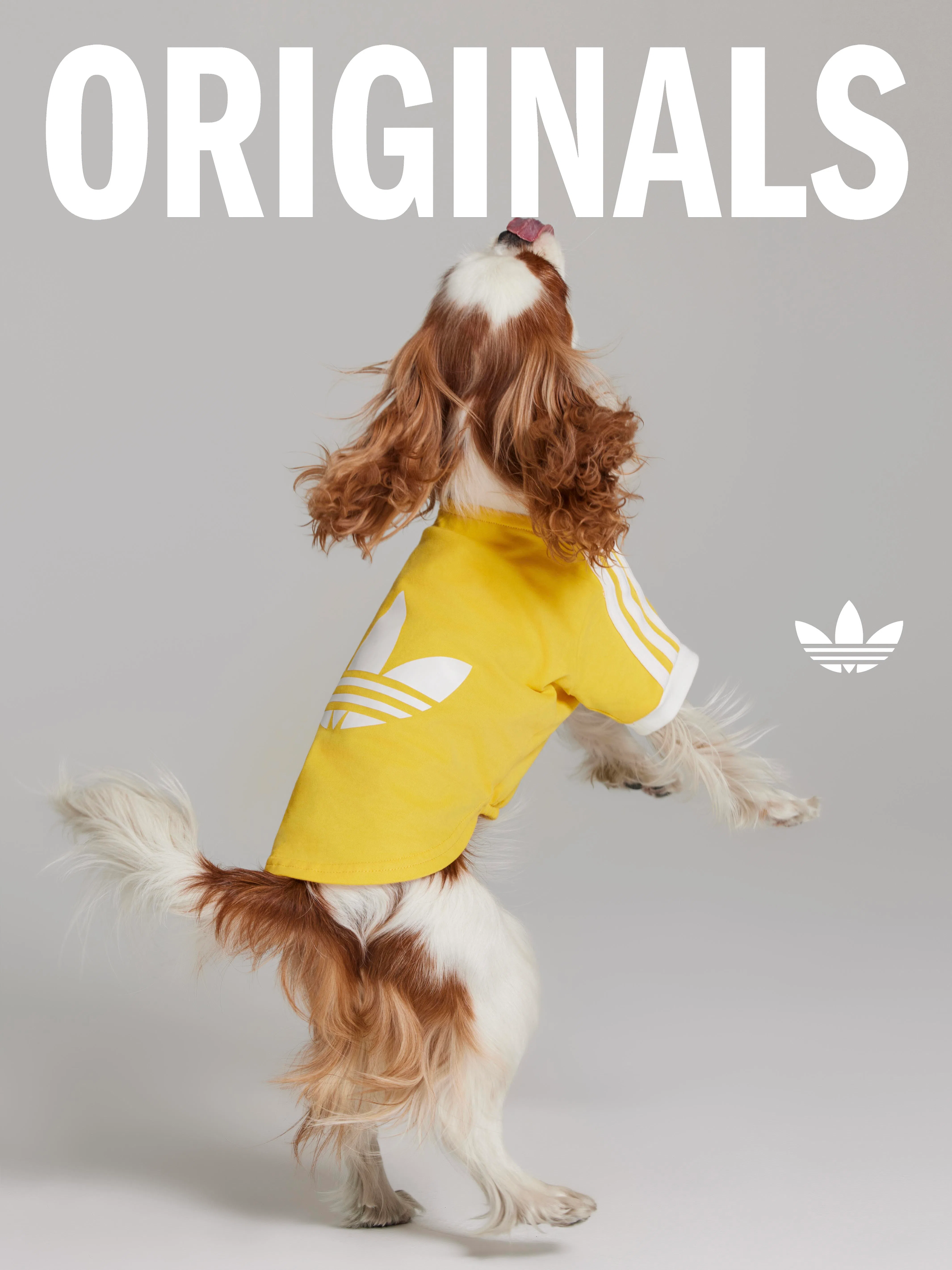 Adidas宠物球衣太帅气了。（Adidas图片）