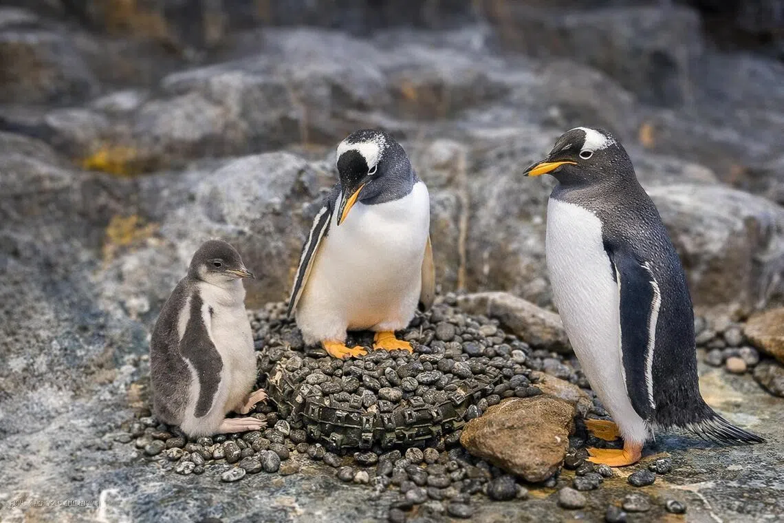 新加坡飞禽公园的白眉企鹅（Gentoo penguin）Peach和Riki与它们的企鹅宝宝。（万态保育集团提供）
