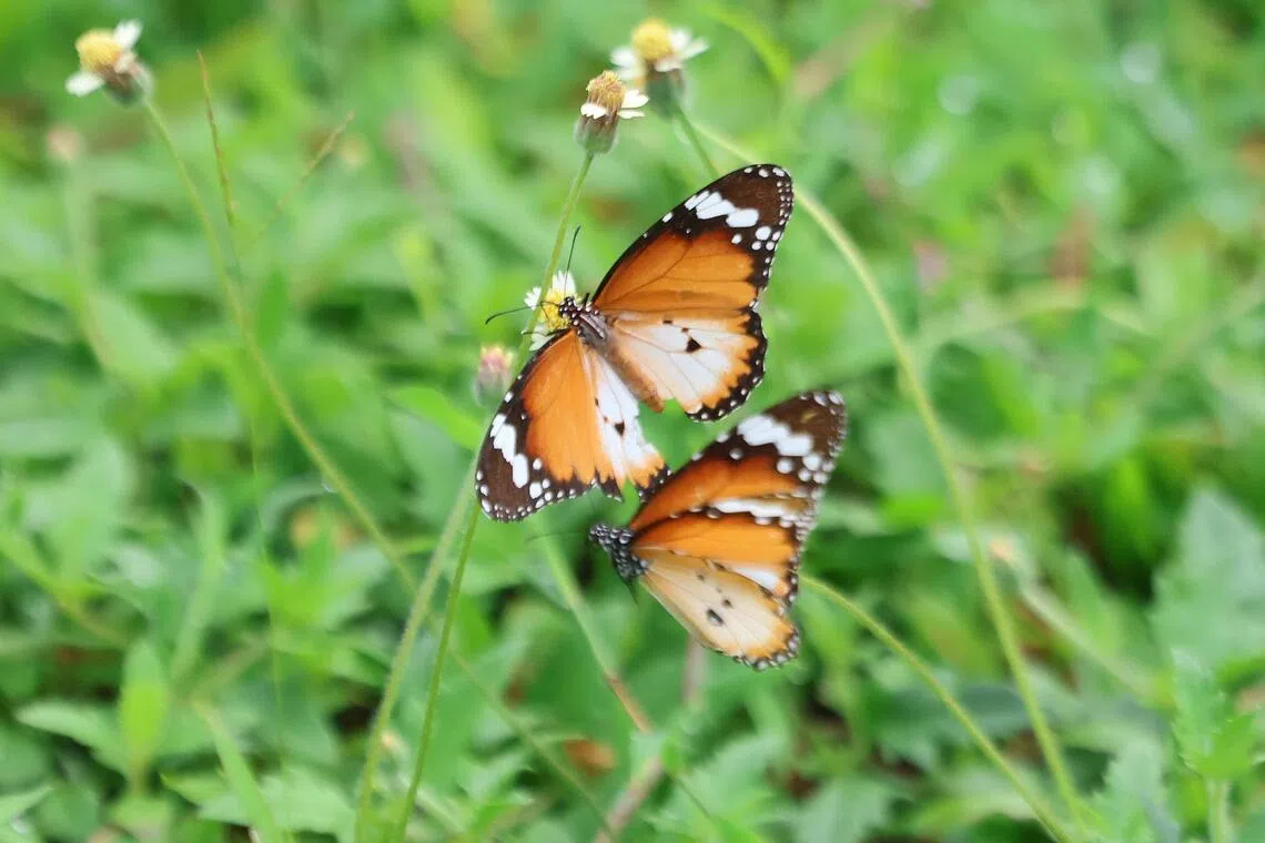 花园内吸引多种蝴蝶授粉，包括图中的金斑蝶（Plain Tiger Butterfly，学名Danaus chrysippus）。（梁麒麟摄）