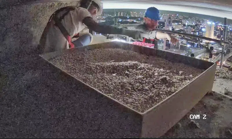 研究团队在华侨银行大厦的两个筑巢盘采样环境脱氧核糖核酸（eDNA）。（国家公园局提供）
