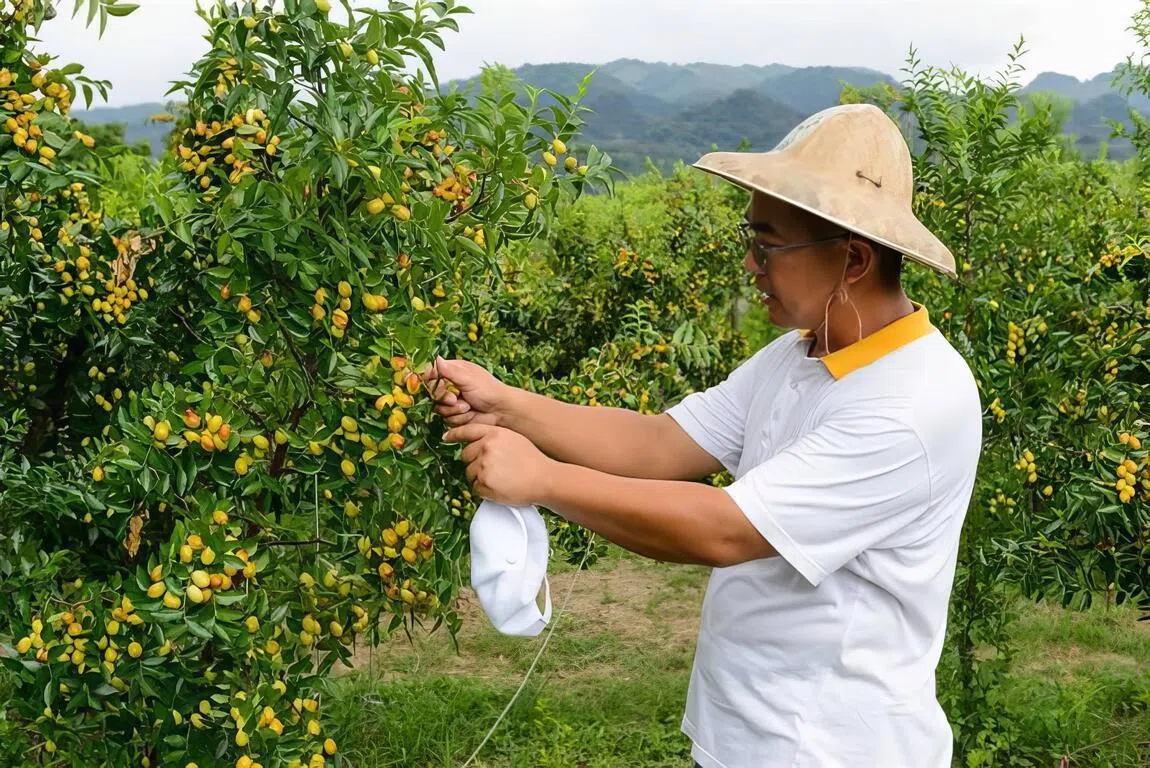 每年7月中旬红枣成熟季，徐家红枣果园都会开放让游客入园采果。（台湾农业易游网）