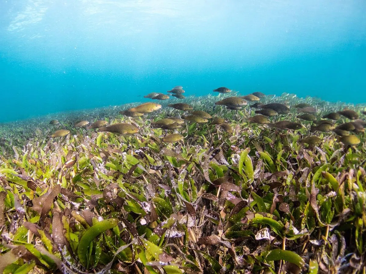 海草是唯一生长在海里的开花植物。（图/Unsplash）