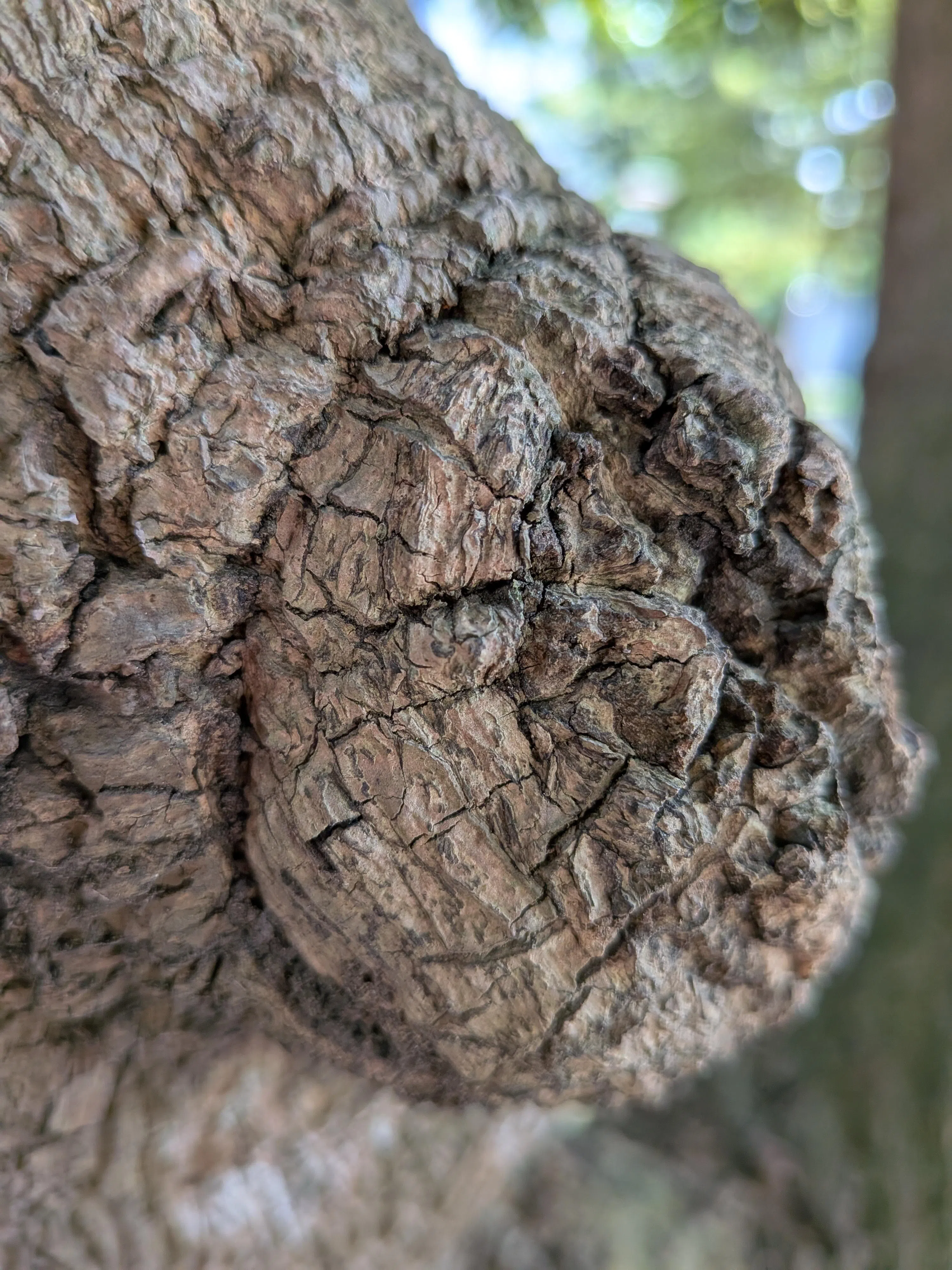 新增的微距对焦模式，依赖AI技术优化和处理近距离拍摄细节。（黄少伟摄）