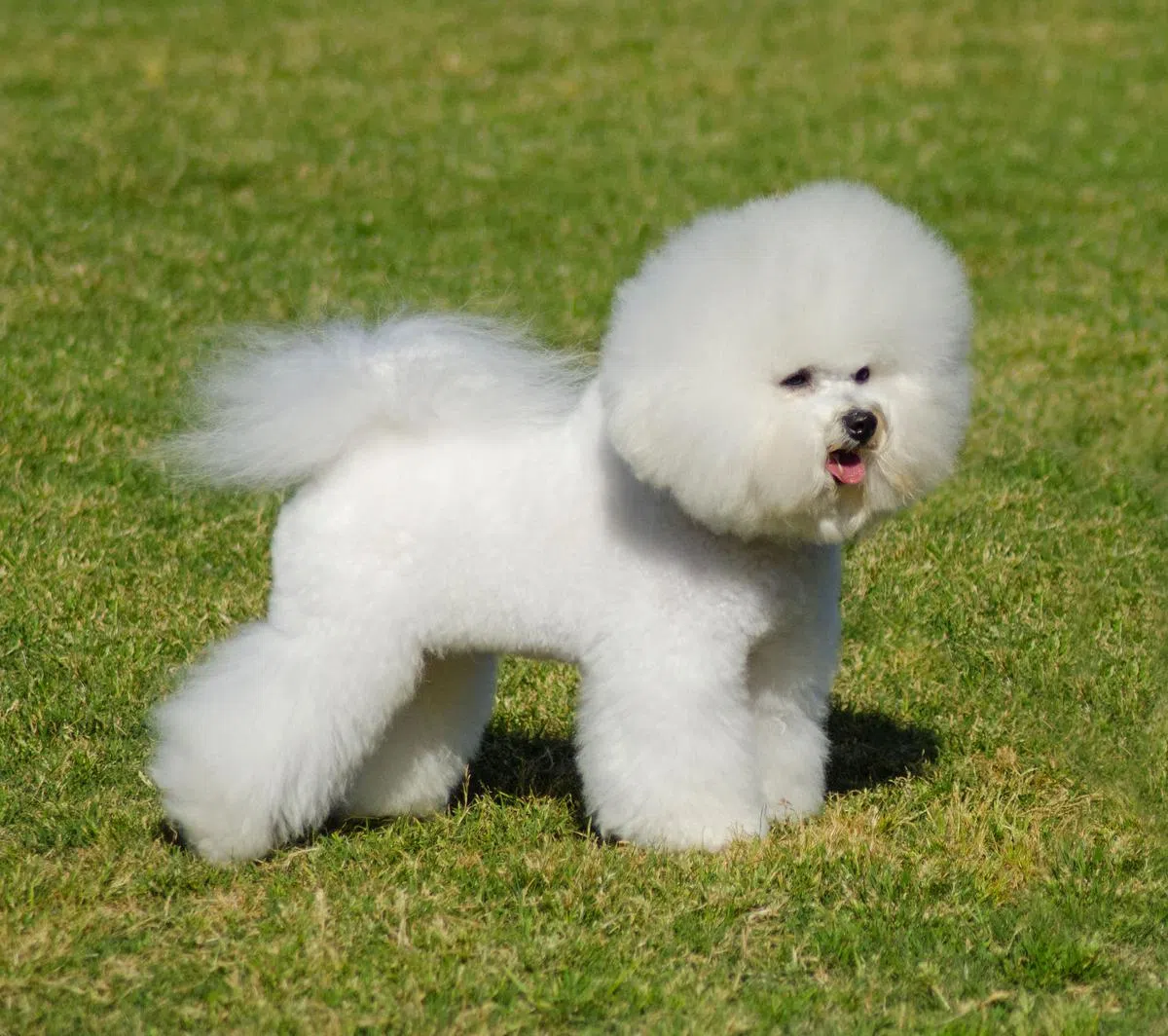 比熊犬（iStock图片）