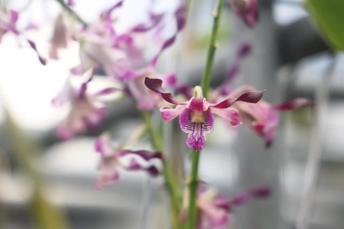 丘才新夫妇石斛兰（学名：Dendrobium Dr & Mrs Hew Choy Sin）是学生为庆贺丘教授80大寿而命名的胡姬花品种，以他与太太王玉霜的名字命名。我国2022年赠予菲律宾总统小马可斯的镀金“费迪南德·路易丝·马可斯”石斛兰，正是由这一品种杂交培育而成。（蔡家增摄）