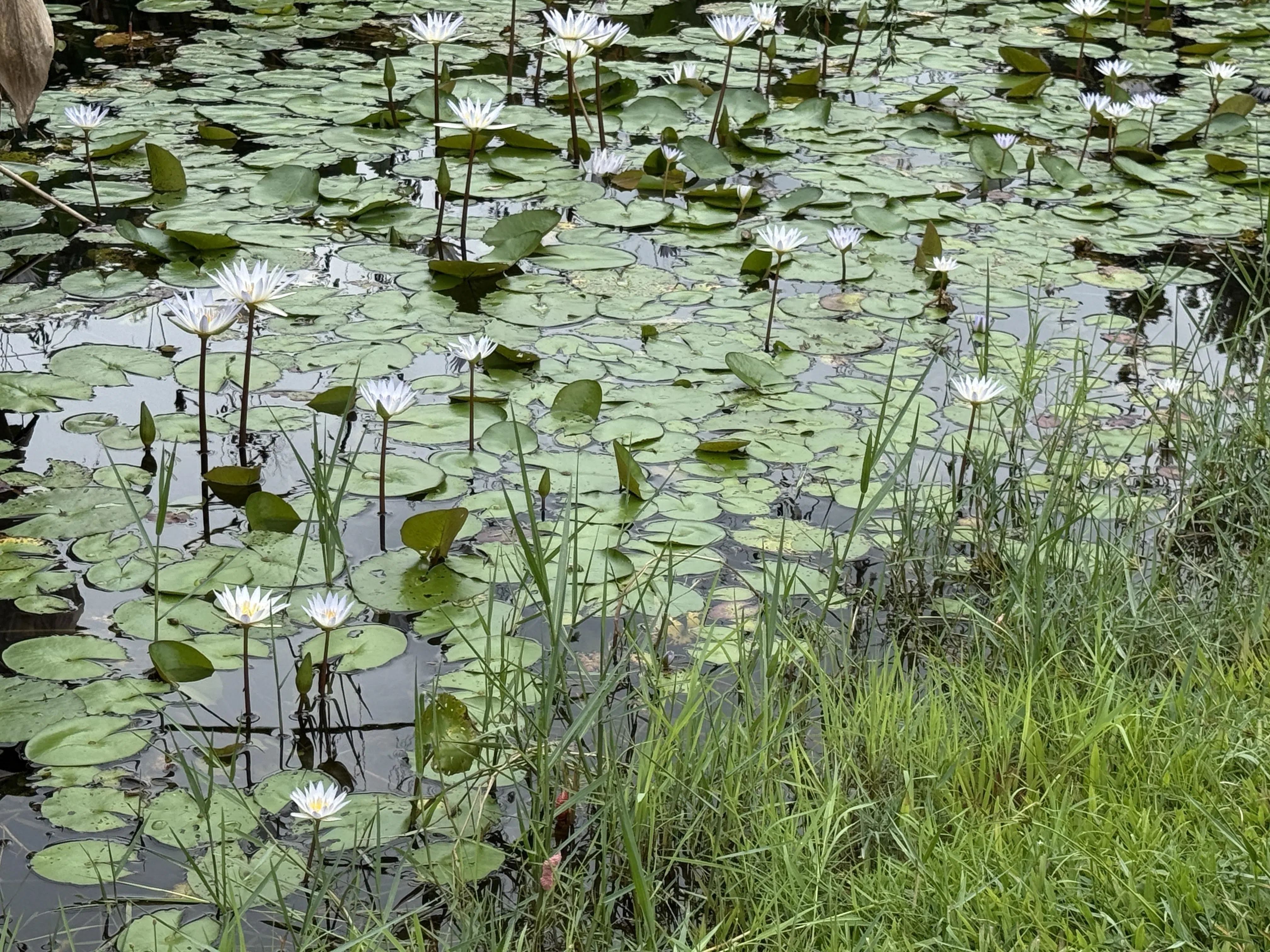 裕廊中央公园南端的莲花池，白莲兀自绽放。（陈映蓁摄）