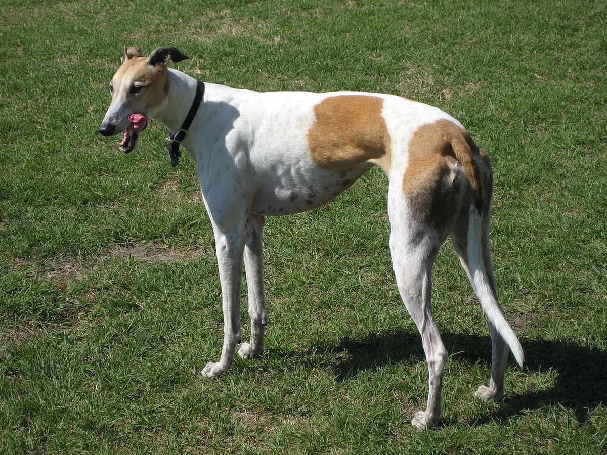 格雷伊猎犬（互联网）