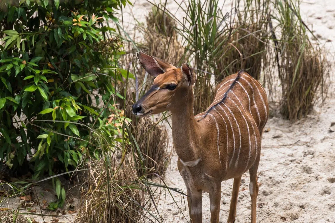 安氏林羚（Nyala）在赤红峡谷（Red Ravine）区。（万态保育集团提供）