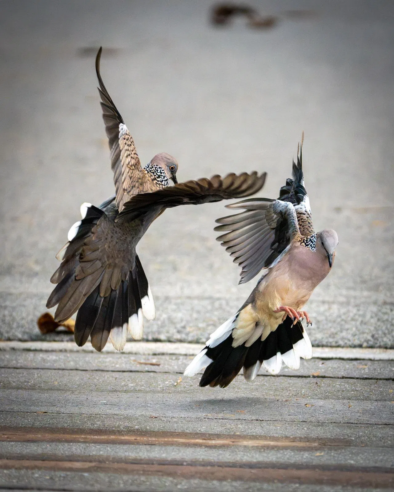 两只雄性珠颈斑鸠（Spotted Dove）在新加坡植物园因争夺领地展开交锋，打斗的姿态宛如在翩翩起舞。这也是林楷霖最满意的摄影作品之一。（受访者提供）