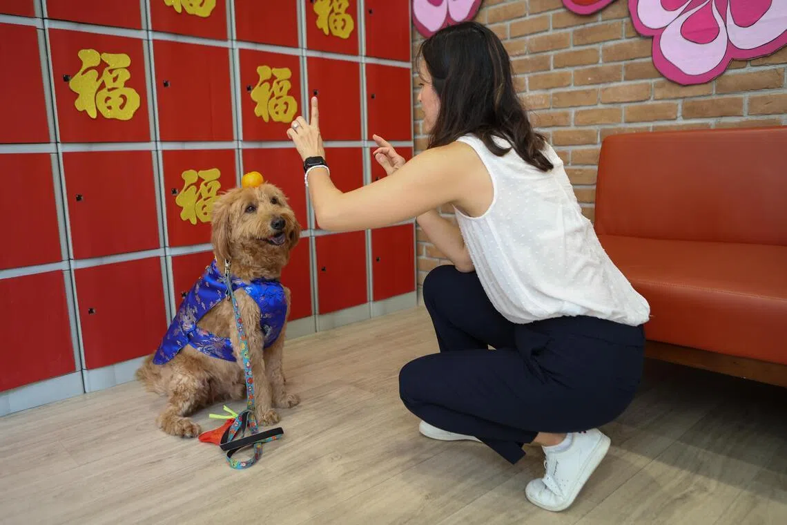 贝黎的主人李婉婷训练它听懂粤语指令，是希望女儿与贝黎玩耍时，有机会多使用这个语言。她最近教会贝黎在头上平衡一颗拜年柑，好让它在新春佳节期间探访雅西西慈怀病院时，可逗病患开心。（特约李姿仪摄）