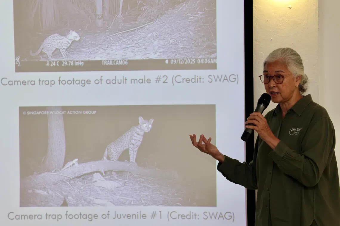 新加坡野猫行动小组联合创始人薇尔玛博士介绍，团队是通过每只豹猫身上独特的斑纹辨认个体身份。（邝启聪摄）