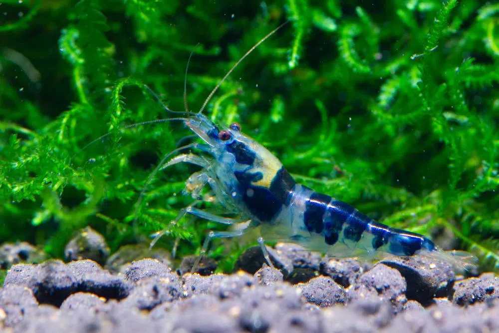 小巧的蓝龙水晶虾，颜色迷人，广受鱼友的追捧。（MadShrimp提供）