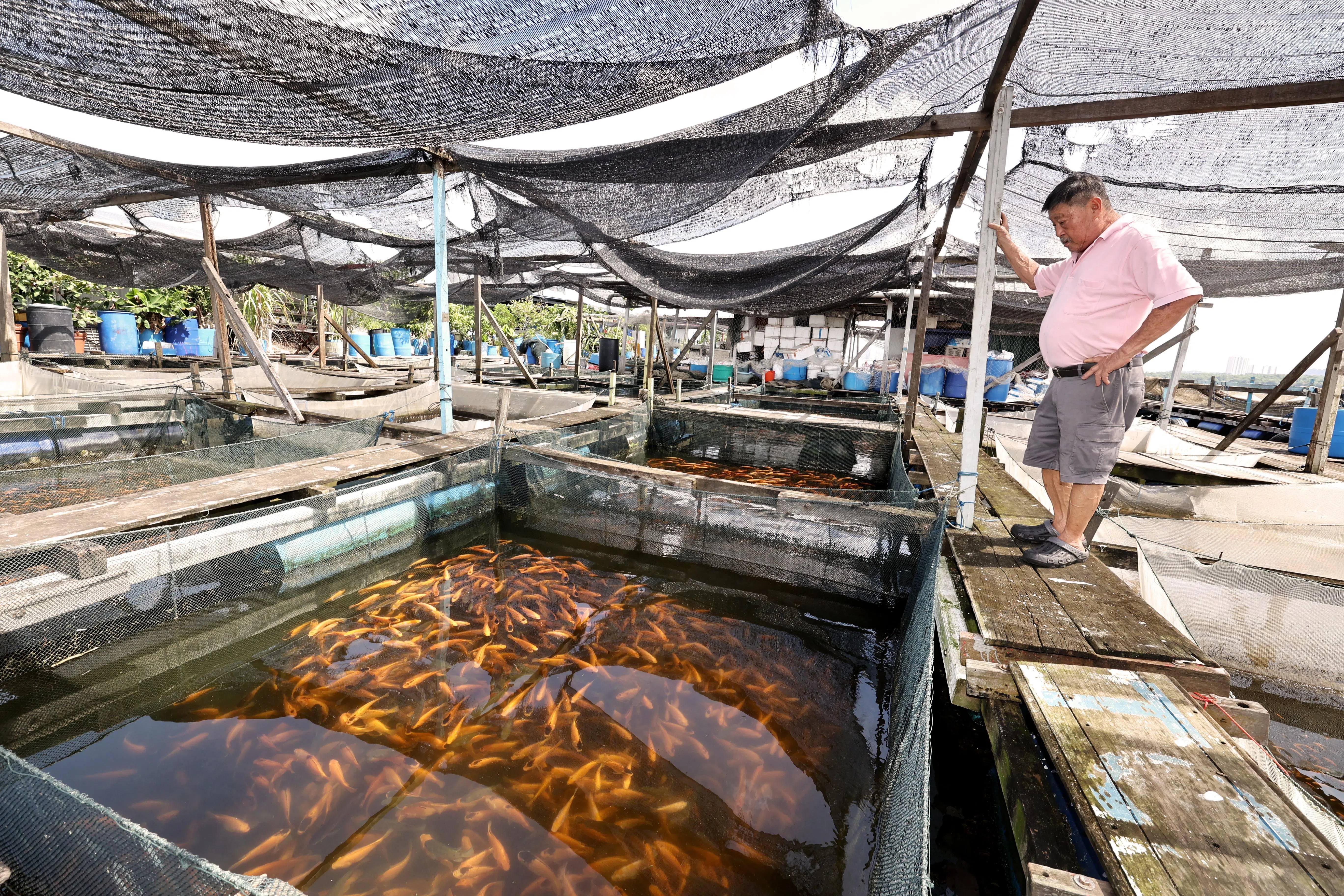 阿华奎笼约有90个鱼池，总面积相当于一个足球场大小，饲养超过70万条罗非鱼与石斑鱼等鱼类。（周国威摄）