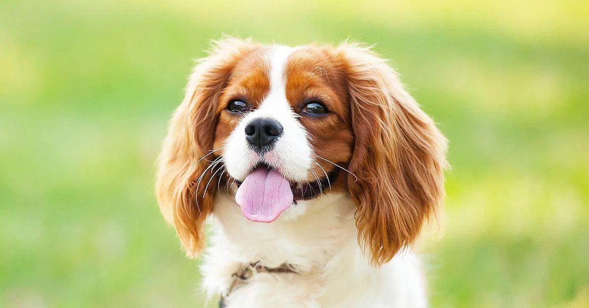 骑士查理王小猎犬（互联网）