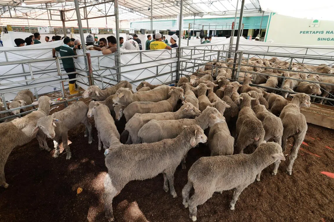 新加坡回教研究会星期六再次在中途之家举行哈芝节宰牲。研究会今年从澳大利亚进口逾120只山羊，比去年增加约两成。（梁麒麟摄）