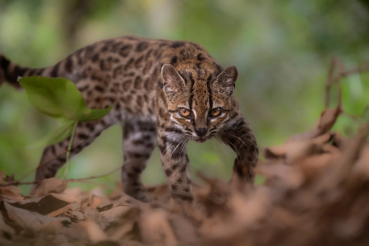 新发现的提尔卡约虎猫（Leopardus tilcayo）体型略小于家猫，曾被玻利维亚居民误以为是普通家猫。（路透社）