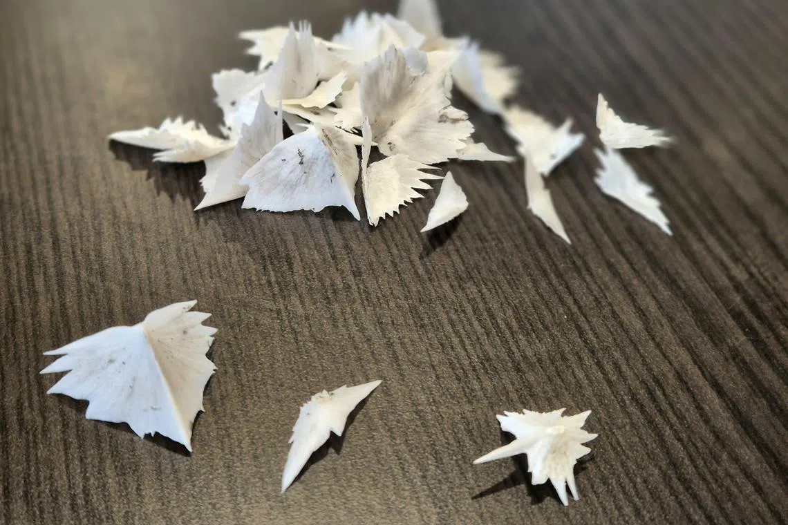 鲟龙鱼不同部位的鱼鳞，晒干了真好看。（陈爱薇摄）