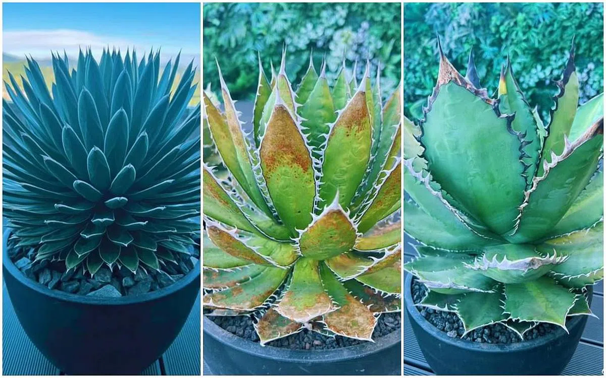 罗志祥养了不少块根植物。（取自微博）