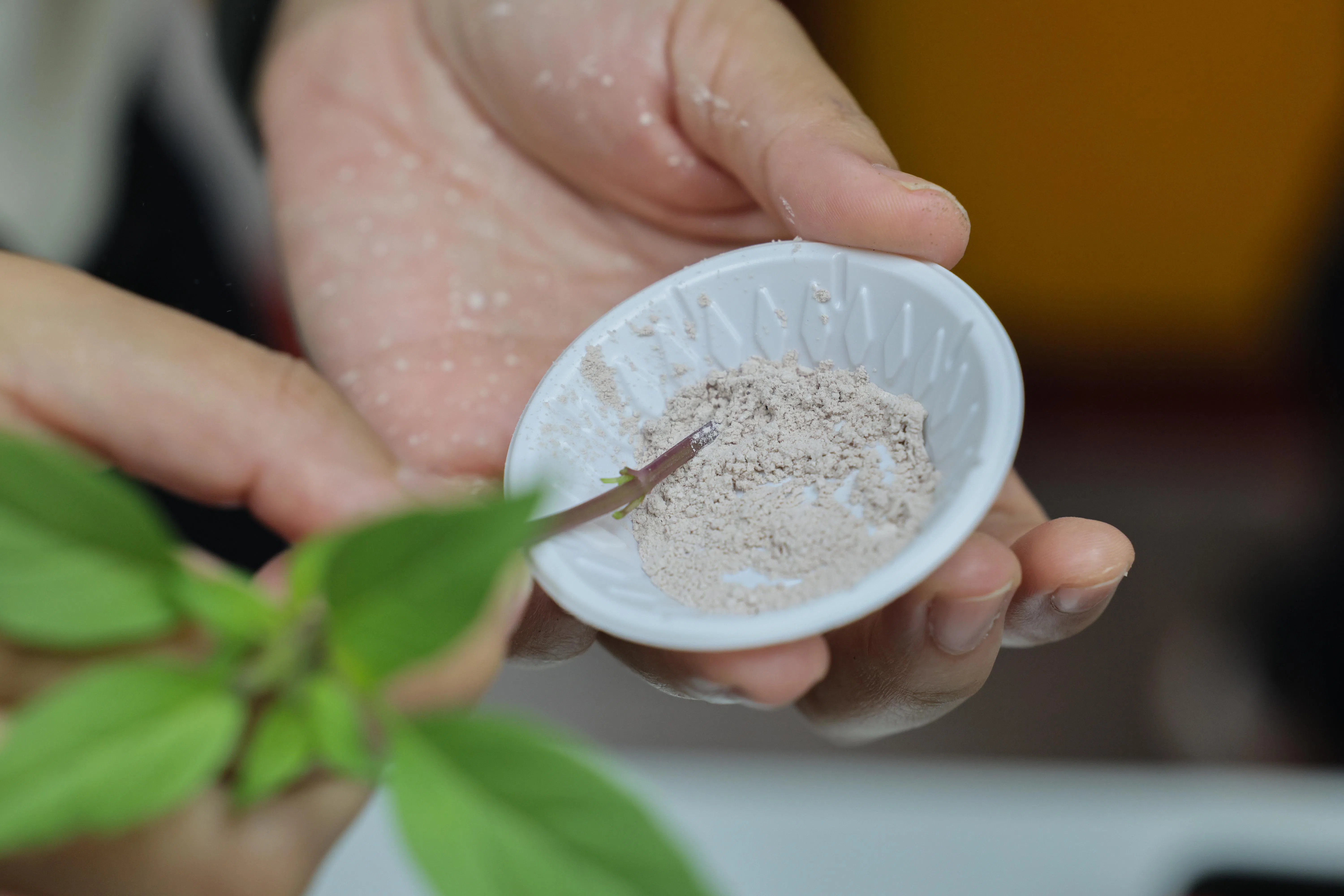 在枝条底部（包括切口）蘸上生根粉，有助提高成活率和生根数量。（龙国雄摄）