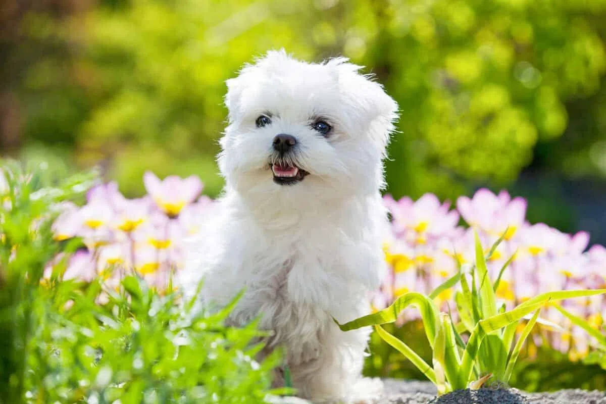 玛尔济斯犬（互联网）