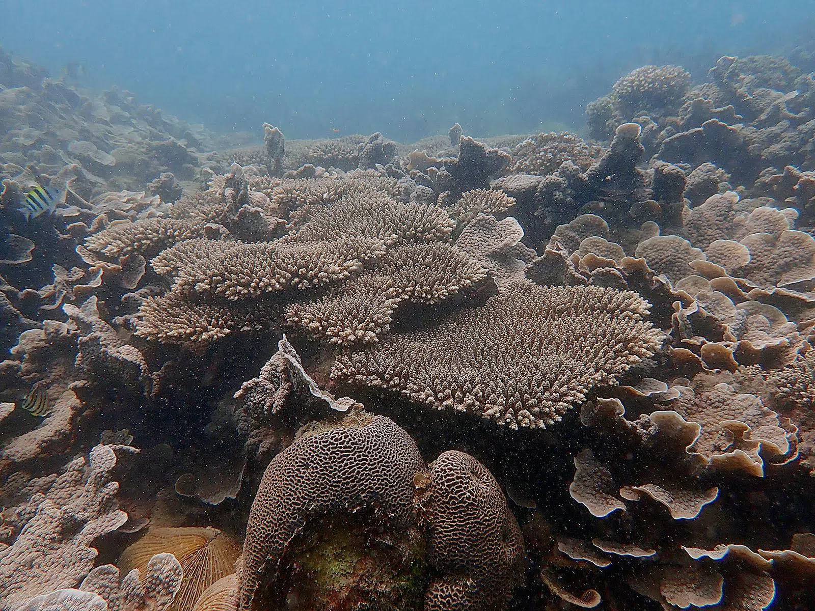 靠近莱佛士灯塔的珊瑚礁，可见轴孔珊瑚属（Acropora，中间不规则分枝形）和棘孔珊瑚属（Echinopora，右侧薄片形）。（受访者提供）