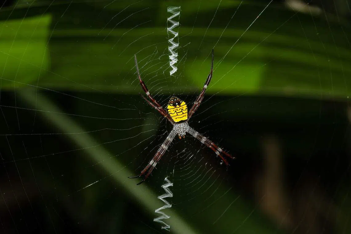 雌性红树林银面蛛（俗名Mangrove Silver-faced Spider；学名Argiope mangal）是许国丰描述的新种蜘蛛之一。（洪小平提供）