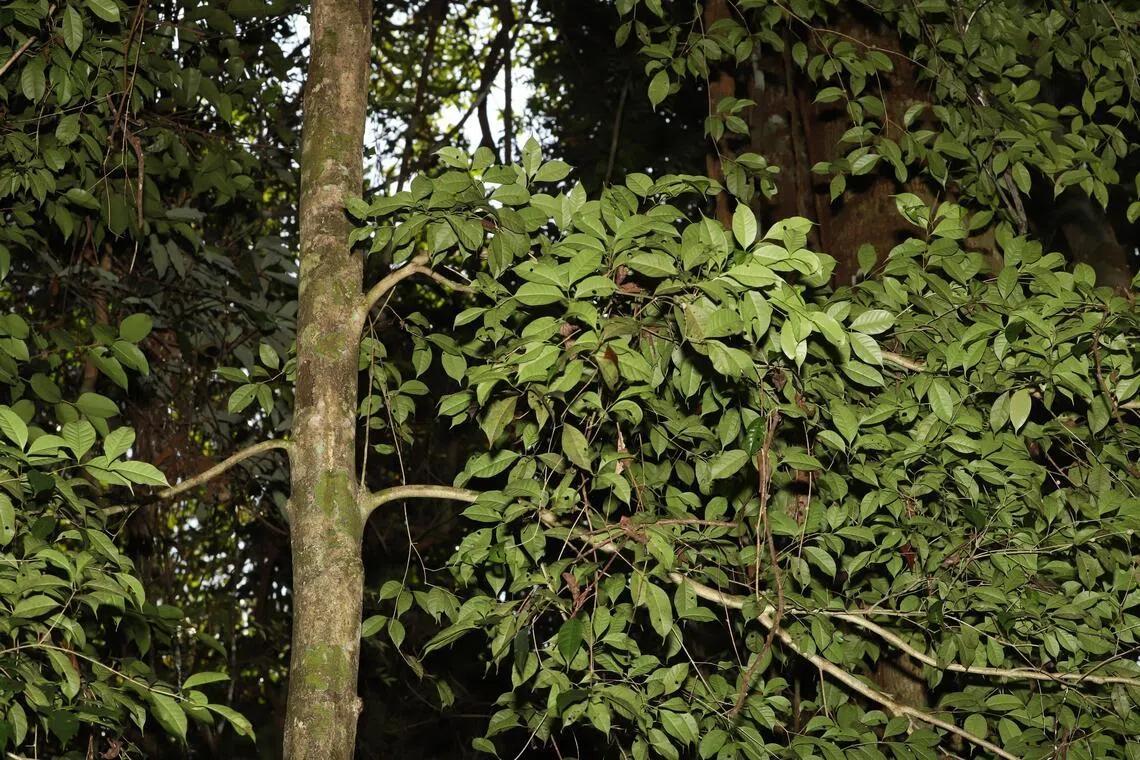 研究员在长期调查发现，原本在本地被认为已灭绝的蒲桃属植物Syzygium flosculiferum。（国家公园局提供）