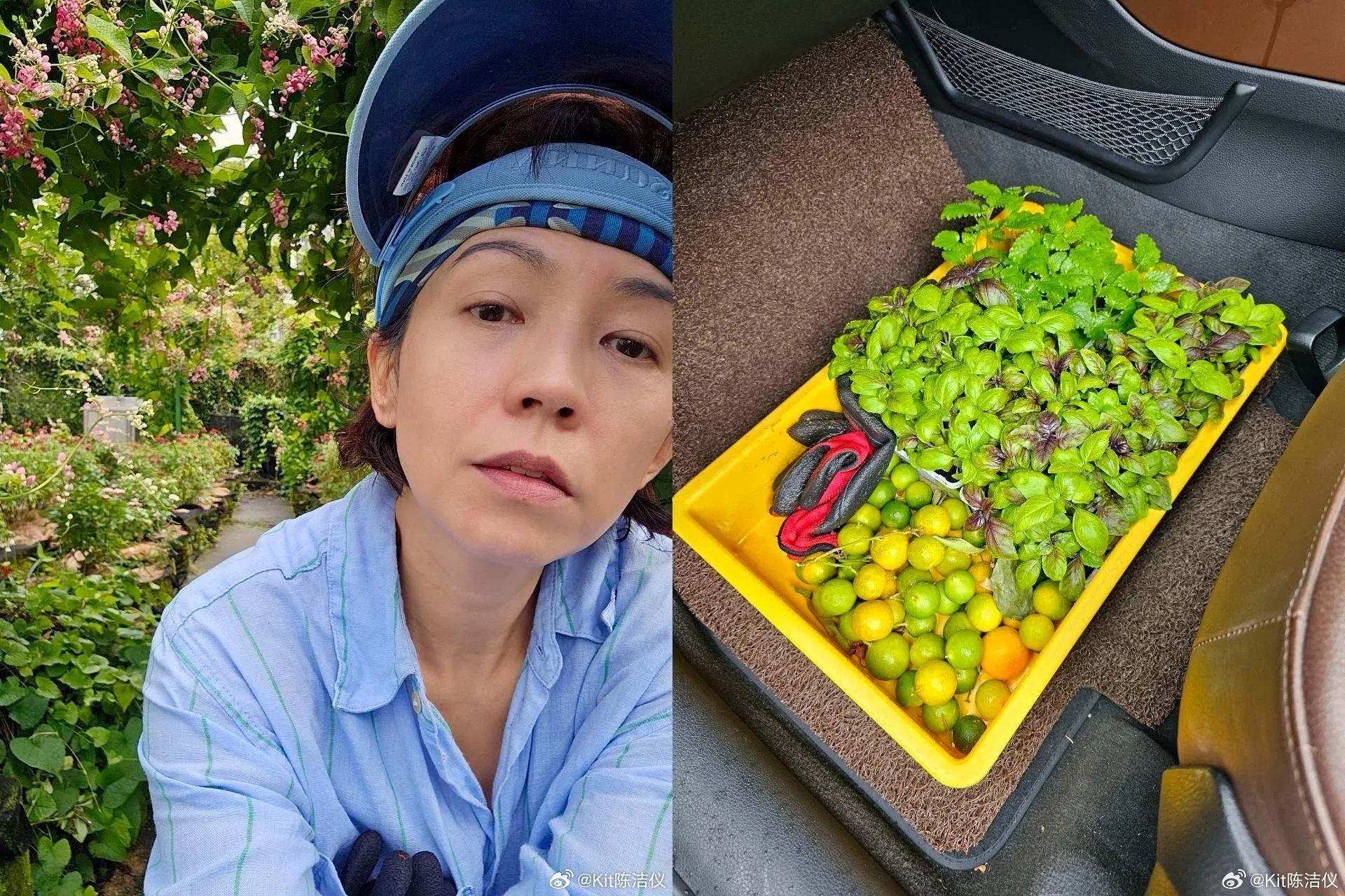 陈洁仪近年来爱上耕种，不时会在社交媒体上分享她的农活。（取自陈洁仪微博）