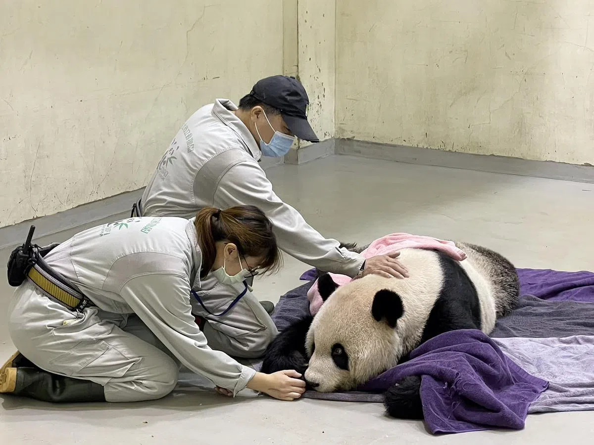 中国大陆赠送给台湾的雄性大熊猫团团癫痫反复发作，11月19日动物园决定施以麻醉，让团团在沉睡中离世。（香港中通社）
