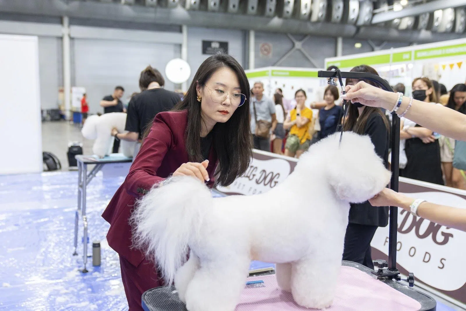 FCI宠物美容师大赛为宠物美容师提供一个展示技能的平台。（主办者提供）