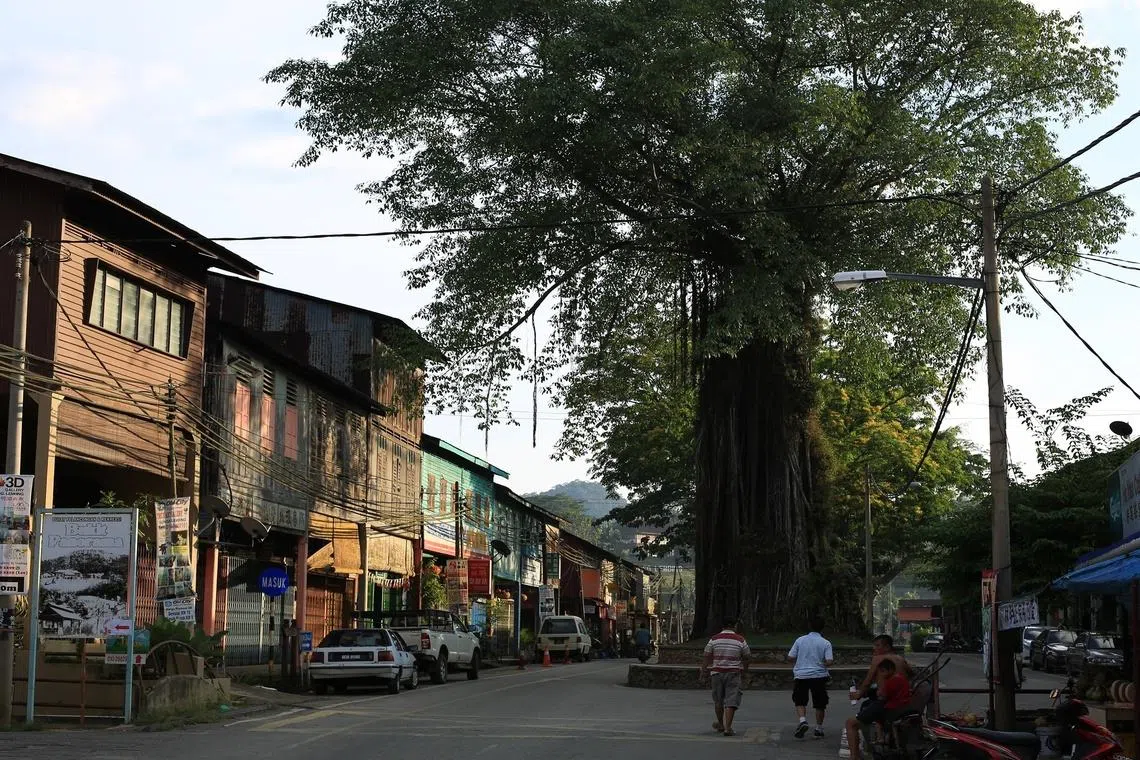 林明老街巨树横跨街市中心，两旁保留锡矿时代的木质店屋，静静诉说昔日矿山小镇的岁月故事。（彭亨旅游局官网）