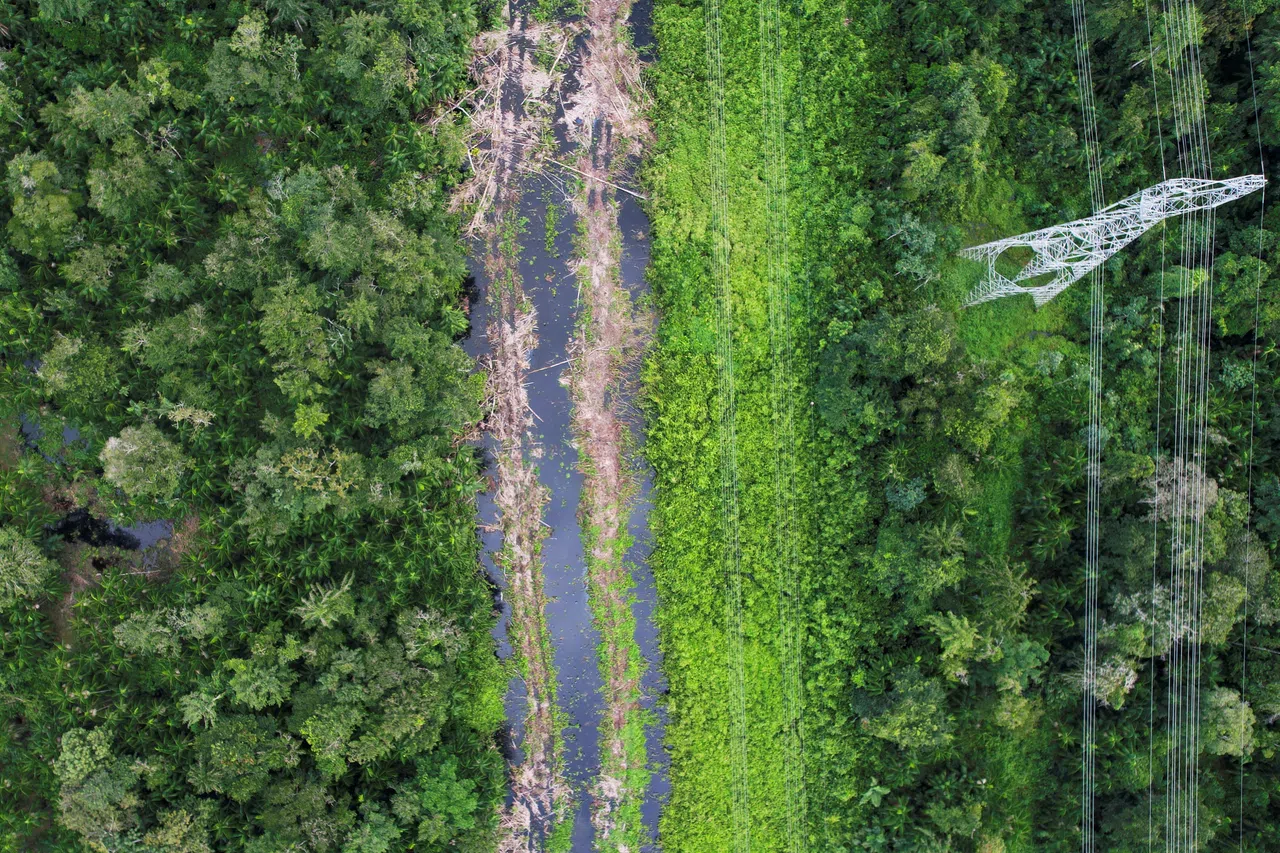 巴西政府为顺利举行COP30，正紧锣密鼓推进30多个建设项目，包括砍树建路。（路透社）