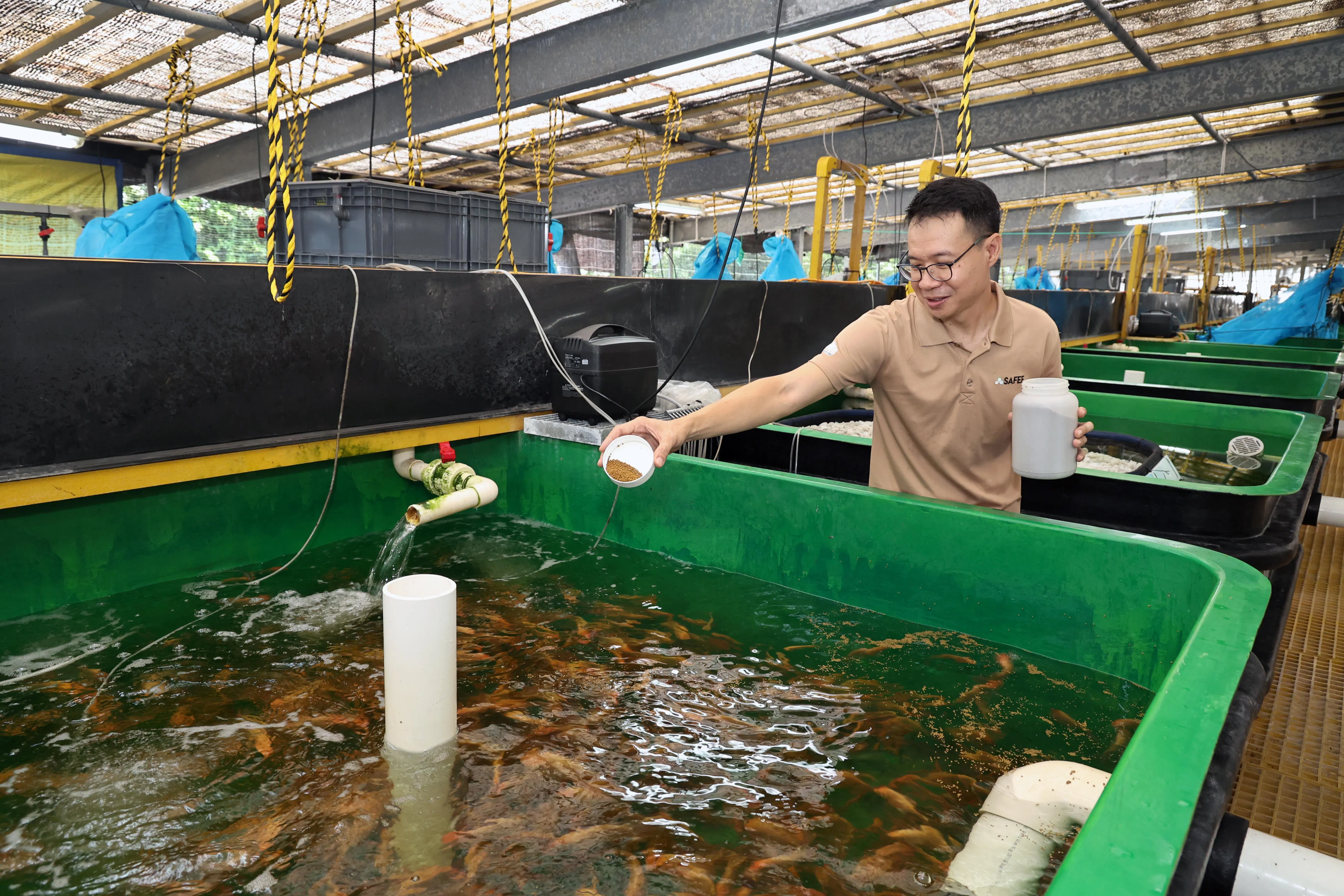 新加坡鲜农总会与新加坡食品局合作成立的国家水产养殖种鱼中心，旨在培养出基因优良、成活率更高，且生长速度更快的新洲鱼鱼卵和鱼苗。（周国威摄）