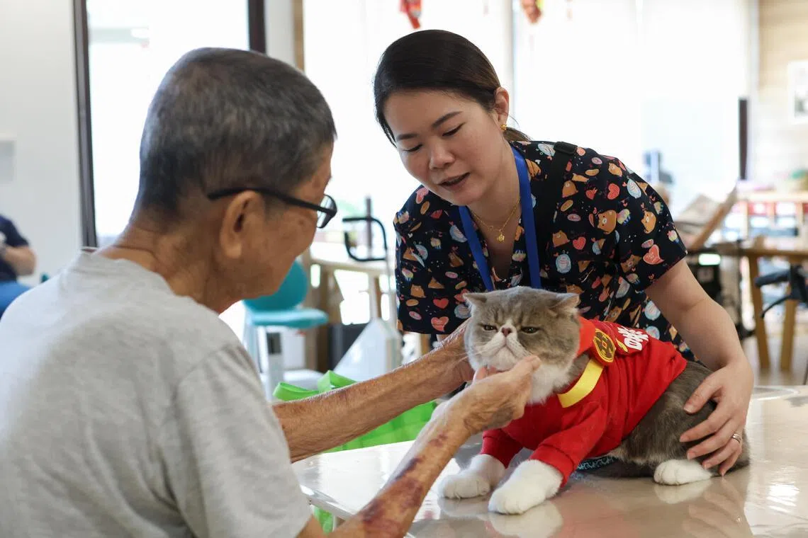 宠物猫“肉圆仔”的主人沈爱清（右）观察到，单单让病患抚摸着“肉圆仔”，也能给他们带来平静与安慰。（特约李姿仪摄）