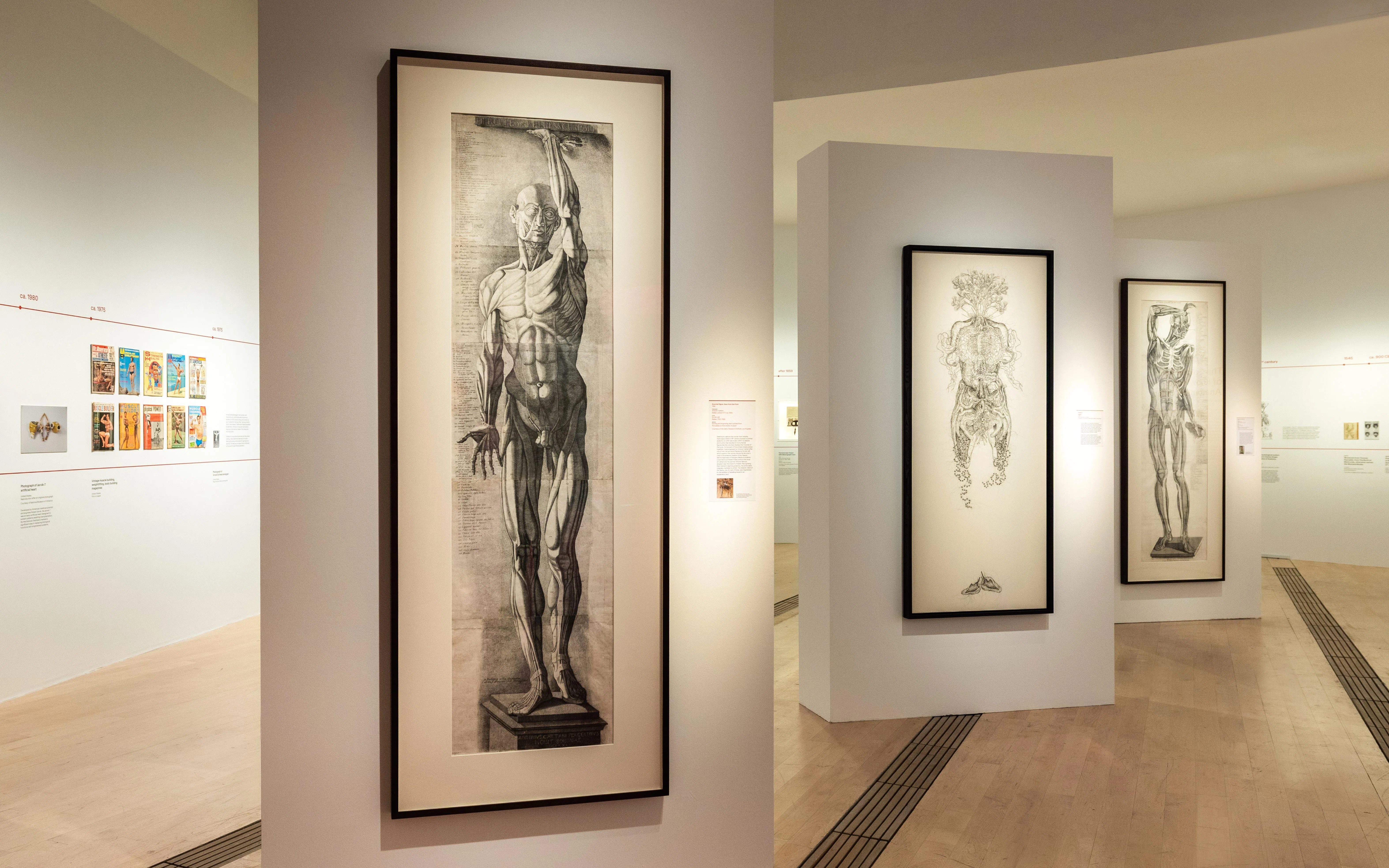 安东尼奥·卡塔尼真人大小解剖版画《正面解剖图》（前）与《肌肉第二层》（后）与香港艺术家徐世琪作品《朱莉》（中）并列。（艺术科学博物馆提供）