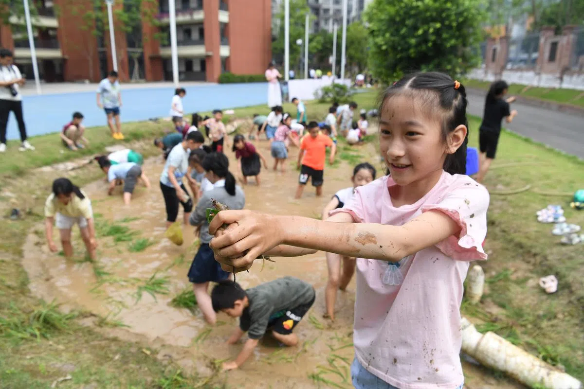 5月6日，重庆两江新区童心青禾小学校开启了一堂趣味劳动课——捉泥鳅比赛，让孩子释放天性，体验自然之趣。（中新社）