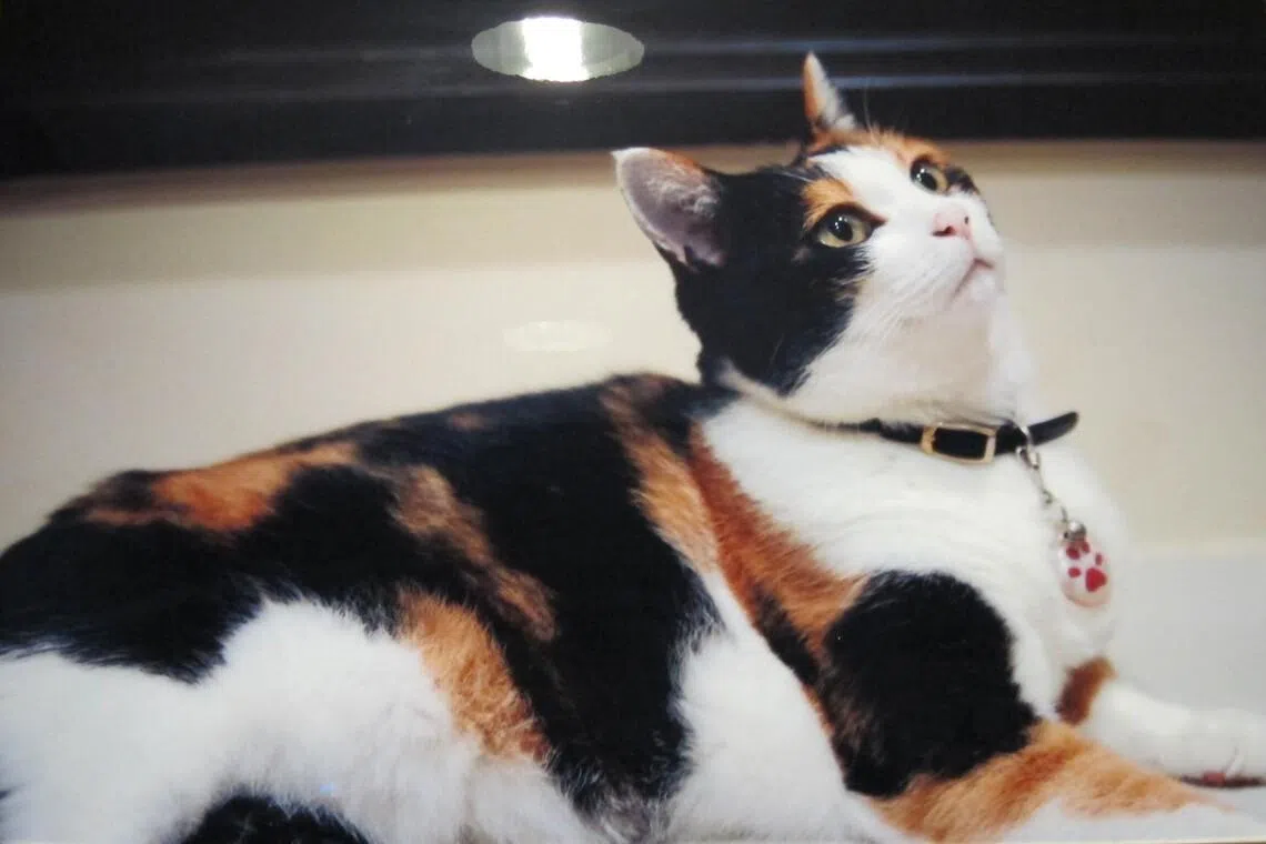 首任“猫站长”小玉让和歌山县贵志站声名大噪，但它已于2015年离世。图为车站内展示的小玉纪念照片。（苏杭提供）
