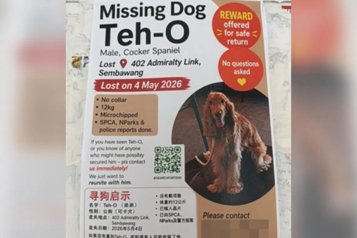 志愿者当时是在帮忙她寻找走失的爱犬Teh O，图为张贴在组屋楼下的寻狗启事。