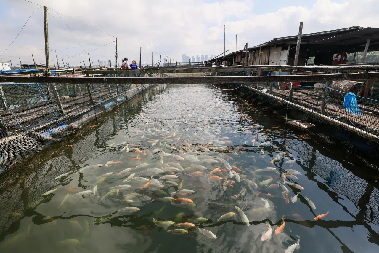 包括渔场在内的食品生产业者日后要申请执照时，必须提交农场管理计划。（档案照片）