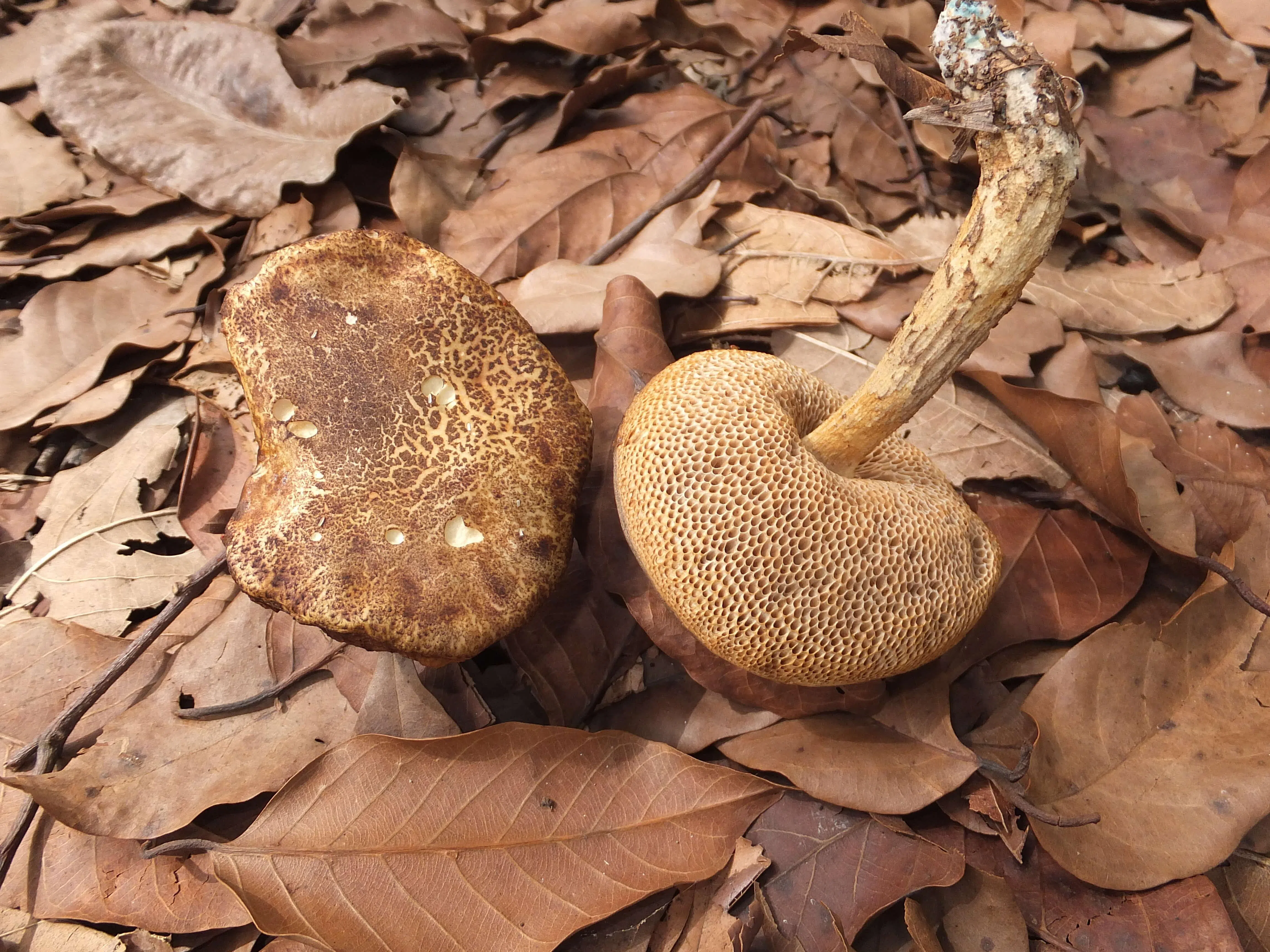 真菌趣味展也介绍了2018年首次在新加坡植物园被发现的菌类Spongispora temasekensis，它以淡马锡命名，目前仅见于新加坡和马来半岛。（李美玲提供）