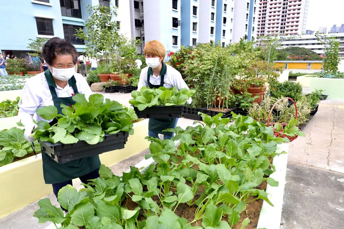 全球供应链今年出现危机，提醒我们要保障基本物资，包括食物。园地义工在社区花园种蔬菜，逐步实现自给自足，也为环保减碳尽一点力。（陈来福摄）