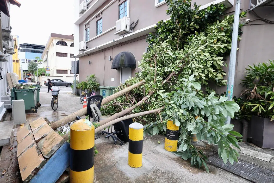 地上一个长两公尺、高近一公尺，用水泥块堆砌的种植箱已被撑破，箱子里的三棵树则横跨后巷，倒向另一排店屋的外墙上。树干底下还有两张办公椅和一辆脚踏车。（邬福梁摄）