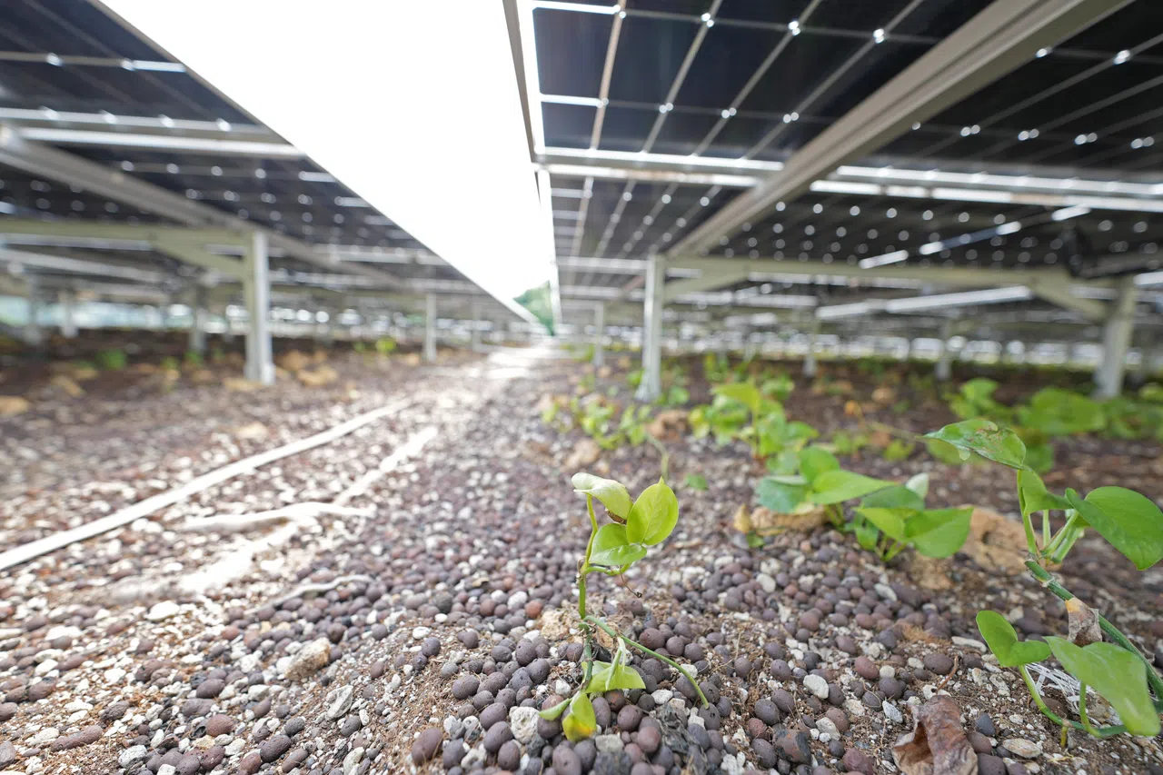 再生能源公司EDP Renewables APAC在乌敏岛上测试新技术，在太阳能板下种植不同种类和高度的植物，以降低太阳能光伏系统周边环境的温度，进而提高系统运作效率达4％。（谢智扬摄）