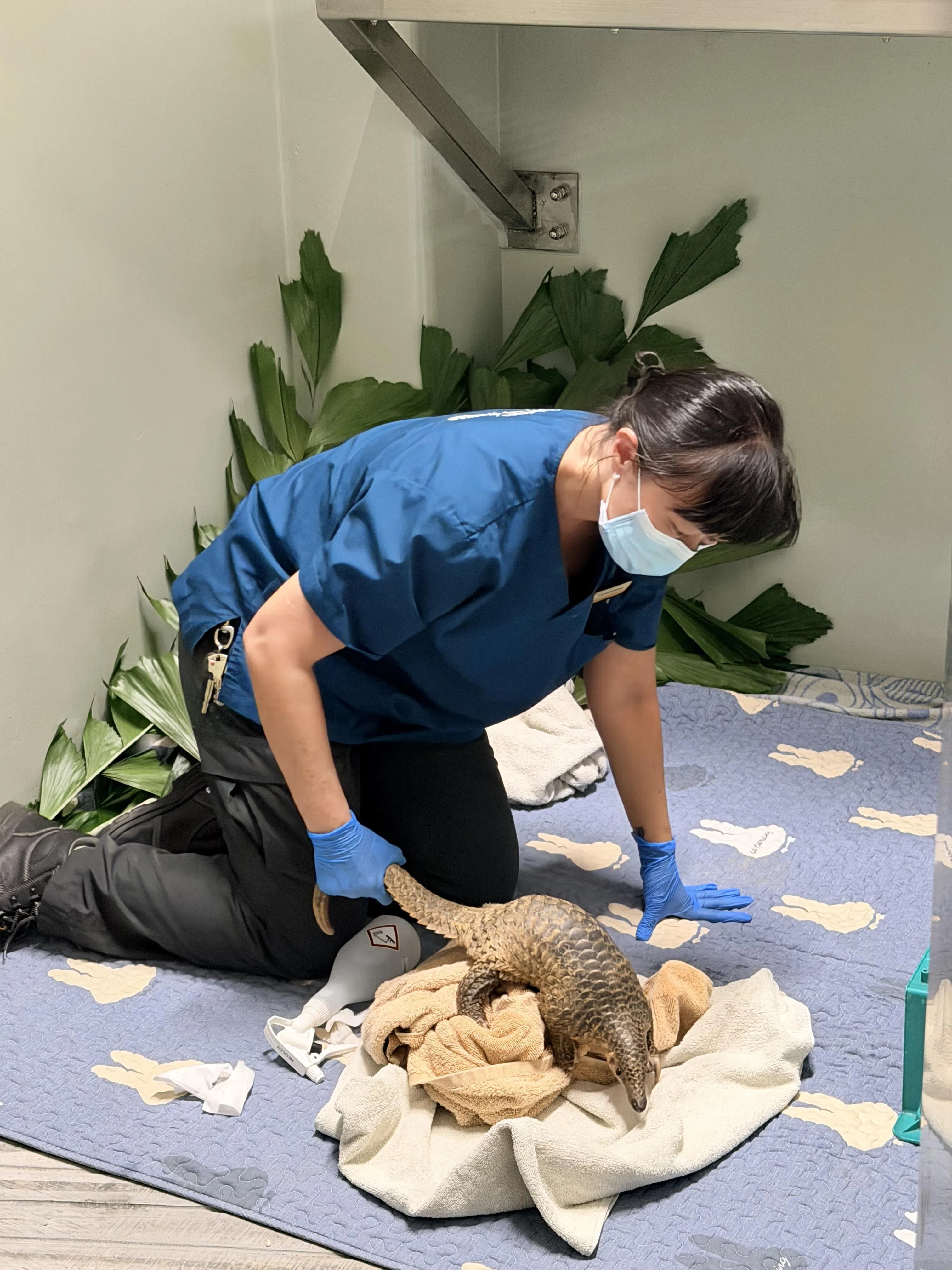 救护中心接收的物种十分广泛，包括穿山甲、马来鼯猴、椰子猫等哺乳动物。（万态自然提供）
