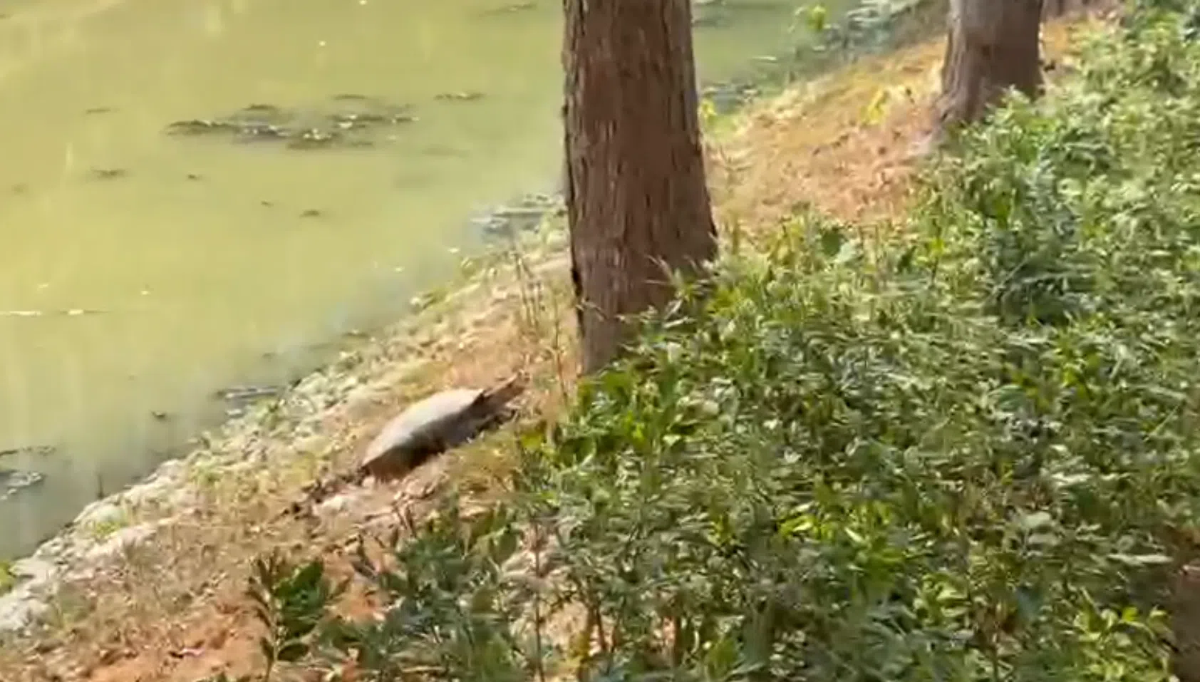 国家公园局回应说该乌龟很可能是黄斑河龟（Yellow-spotted River Turtle）。（受访者提供）