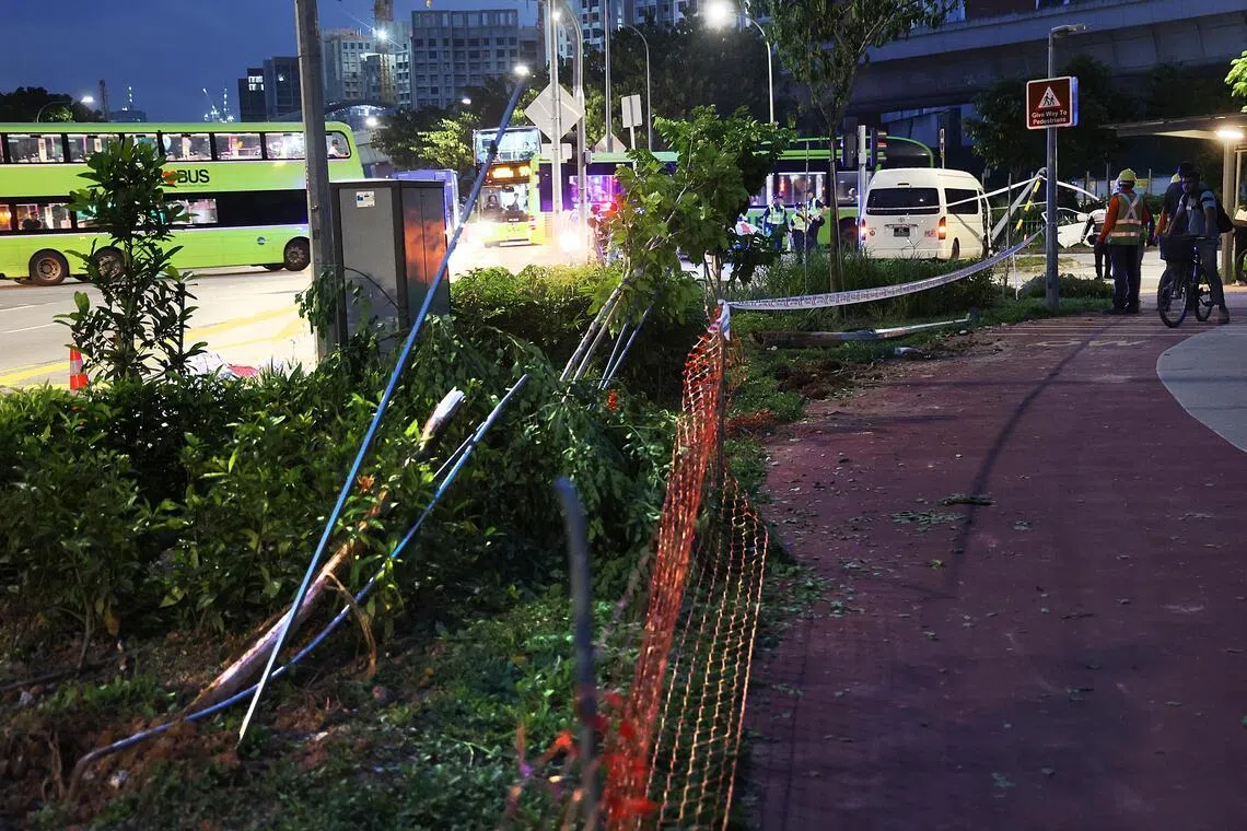 路边草坪的树木也被撞得东倒西歪。（蔡振鸿摄）