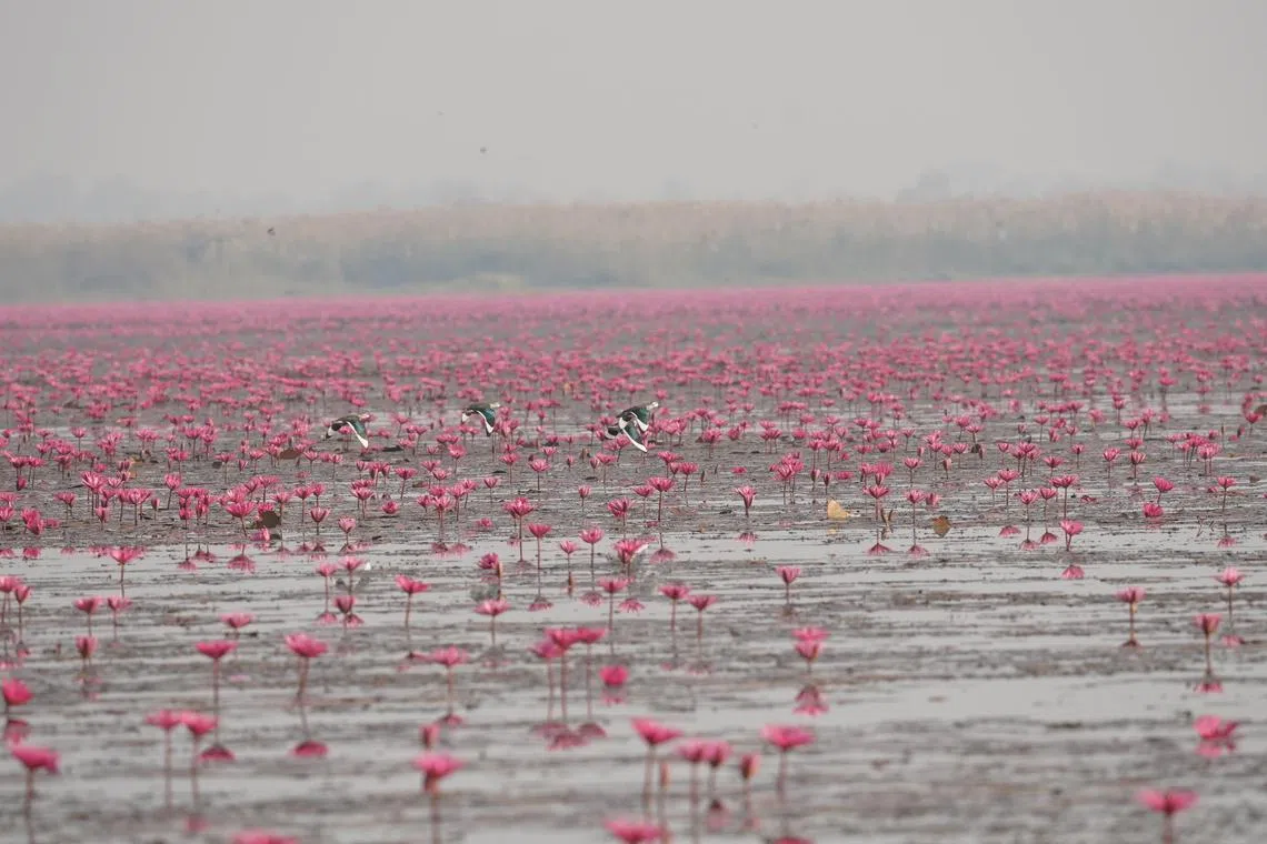 四只棉凫（Cotton pygmy goose）飞过红莲花海。（梁金菊摄）