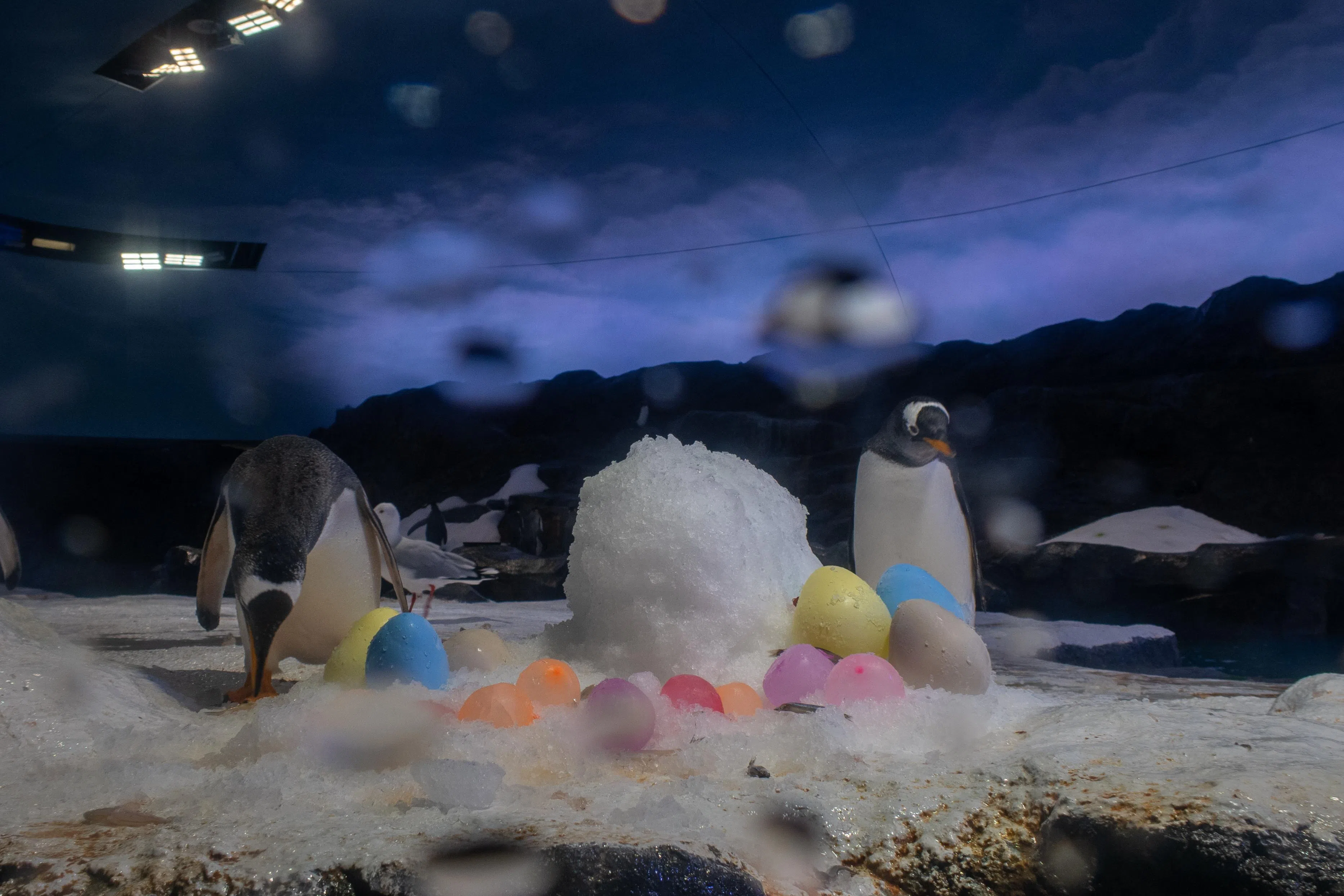 巴布亚企鹅（Gentoo penguin）在飞禽公园海洋网联船务企鹅湾（Ocean Network Express Penguin Cove），与复活节主题装置互动，包括冰制兔子和冰冻水球。（万态保育集团提供）